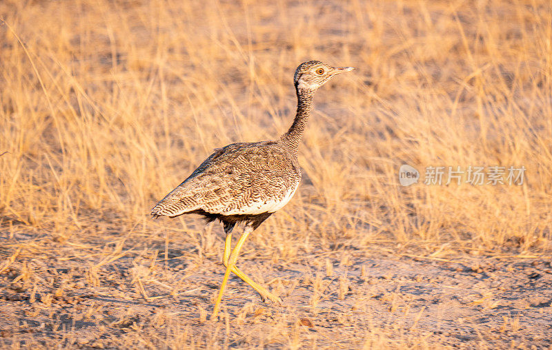 Zuid-Afrikaanse kuiftrap (Lophotis ruficrista) Etosha Nationaal Park in Namibië